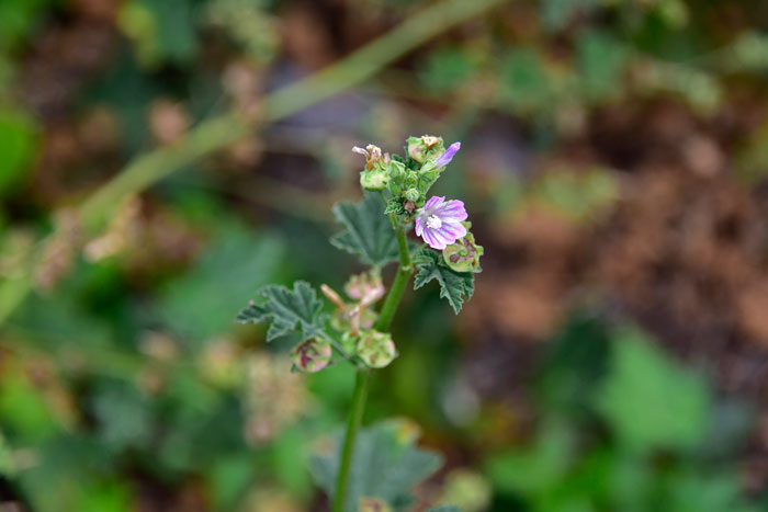 Malva neglecta, Common Mallow